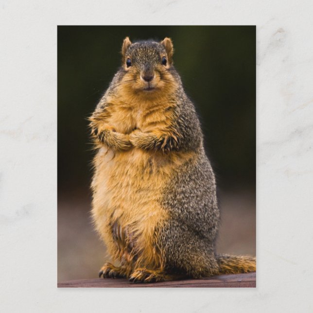 Ständiga Tall Vykort (Framsida)