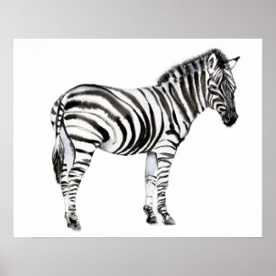 Ständiga Zebra Poster
