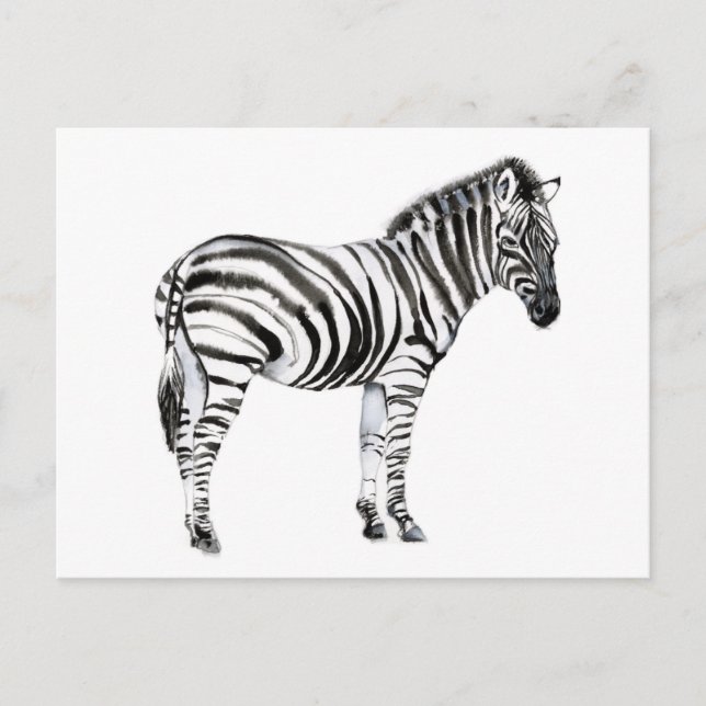 Ständiga Zebra Vykort (Framsida)