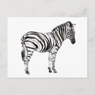 Ständiga Zebra Vykort
