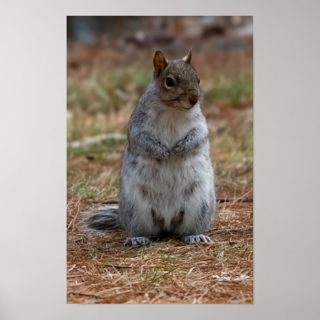 Standing Squirrel Poster (Framsidan)