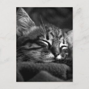 Stäng Ansikte i en pipande tablett med Kitten Vykort