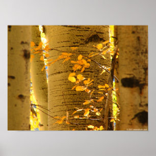 Stäng aspen poster