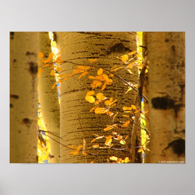 Stäng aspen poster (Framsidan)