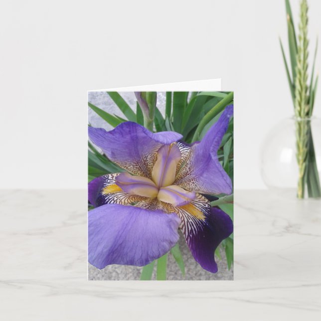 Stäng av blommande Iris-blomma Kort (Framsida)