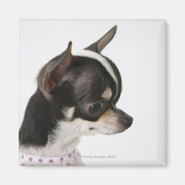 Stäng av Chihuahua, sidovy Magnet (Framsidan)