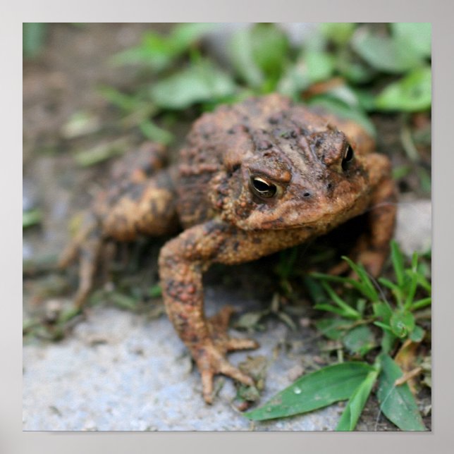 Stäng av Cute Toad Ansikte Poster (Framsidan)