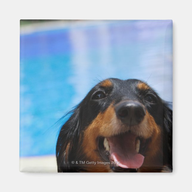 Stäng av en Dachshund-hund-panting Magnet (Framsidan)