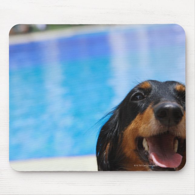 Stäng av en Dachshund-hund-panting Musmatta (Framsidan)
