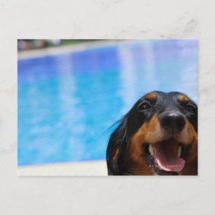 Stäng av en Dachshund-hund-panting Vykort