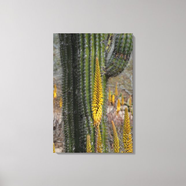 Stäng av kaktus och Agave Canvastryck (Framsida)