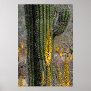 Stäng av kaktus och Agave Poster