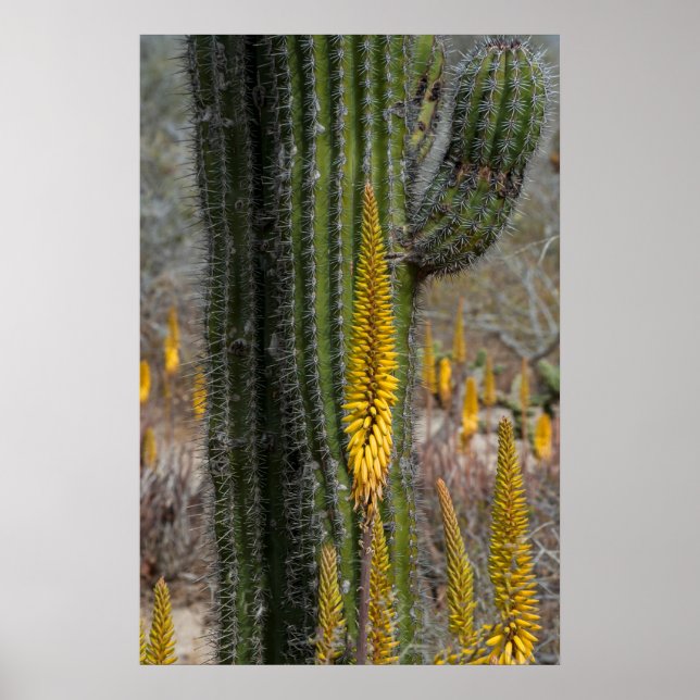 Stäng av kaktus och Agave Poster (Framsidan)