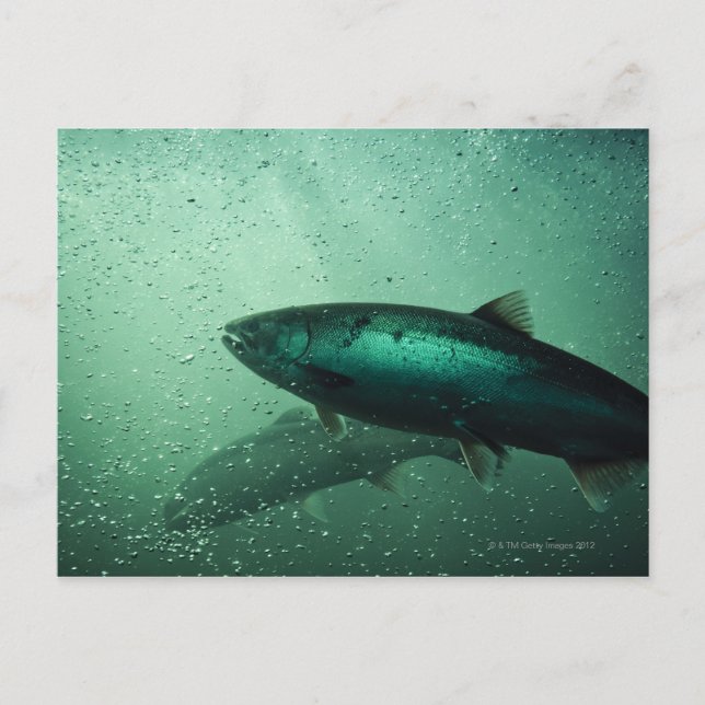 Stäng av lax som kör 2 vykort (Framsida)