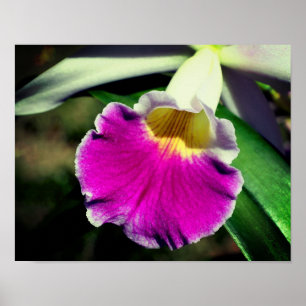 Stäng av lila Orchid Flower Center Poster