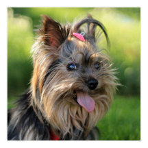 Stäng av ljud och Rolig hund poster