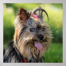 Stäng av ljud och Rolig hund poster