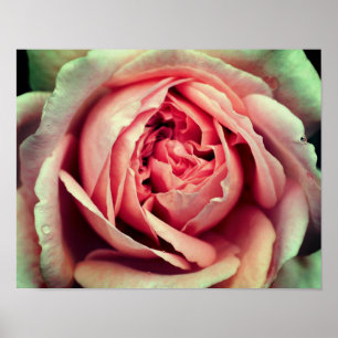 Stäng av rosa Rosenknopp Center Poster