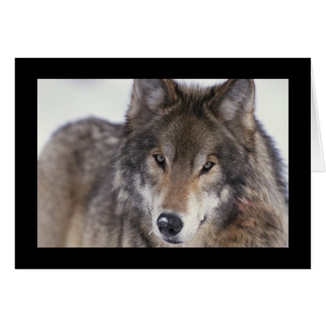 Stäng av varg hälsningskort (Framsidan Horizontal)