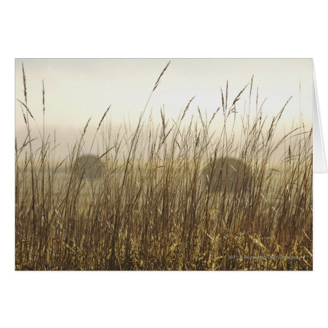 Stäng av Wheat Photography Hälsningskort (Framsidan Horizontal)