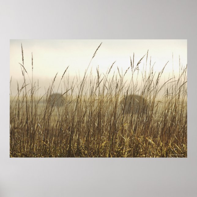 Stäng av Wheat Photography Poster (Framsidan)