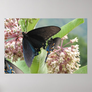 Stäng Beauty på Blue Ridge Parkway. Poster