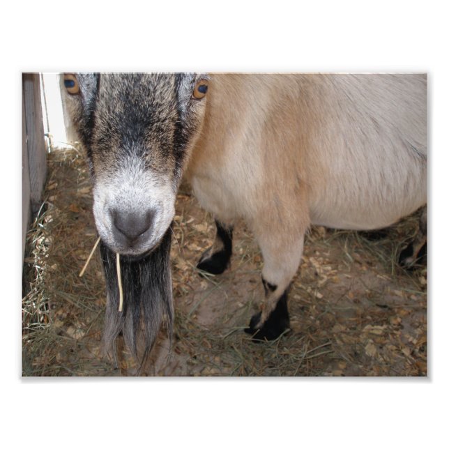 Stäng Billy Goat Eating Hay Fototryck (Framsidan)