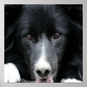 Stäng Black Gräns Collie Hund Orton Art Poster