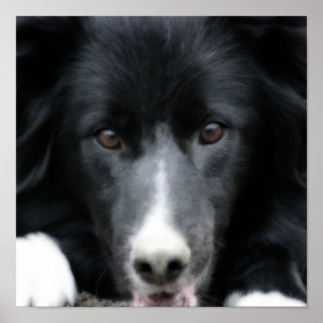 Stäng Black Gräns Collie Hund Orton Art Poster (Framsidan)