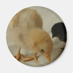 Stäng chicken magnet