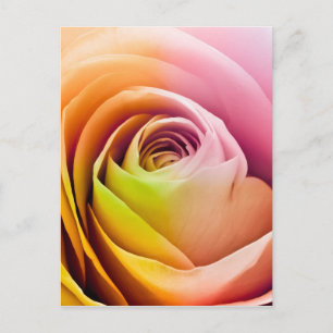 Stäng Colorful Ro Petals Vykort