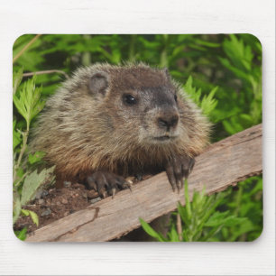 Stäng Cute Baby Woodchuck Groundhog Musmatta