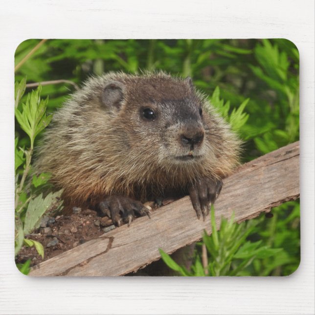 Stäng Cute Baby Woodchuck Groundhog Musmatta (Framsidan)