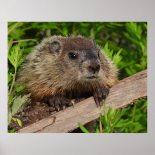 Stäng Cute Baby Woodchuck Groundhog Poster