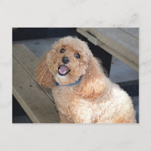 Stäng Cute Cockapoo Hund Smiling i Camera Vykort
