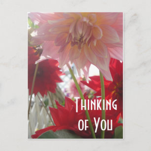 Stäng Dahlia Flowers i Rosa och rött vykort