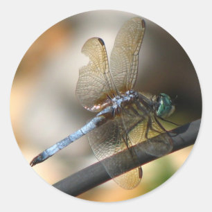 Stäng Dragonfly Runt Klistermärke