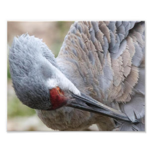 Stäng en Sandhill Preening-utskrift Fototryck