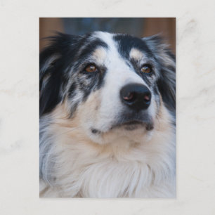 Stäng foto med australian shepherd-blandning vykort
