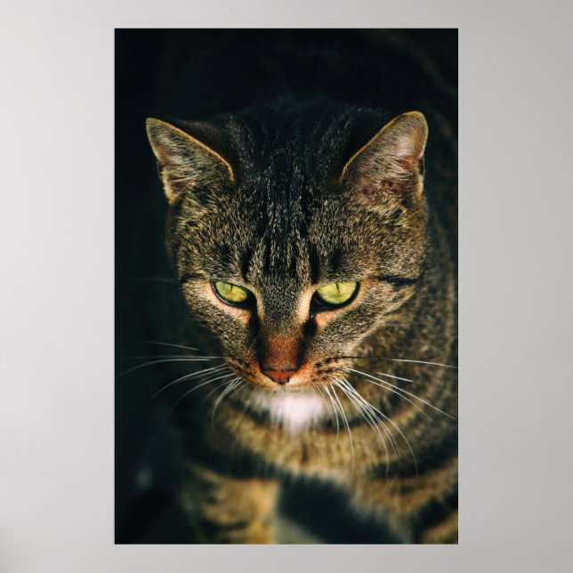 STÄNG FOTOGRAFI AV GRÅTT TABBY KATT POSTER (Framsidan)