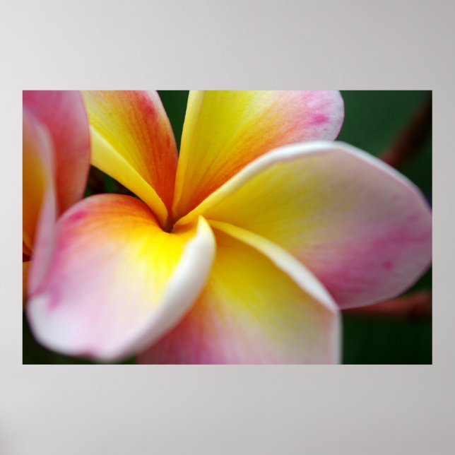 Stäng Frangipani Poster (Framsidan)