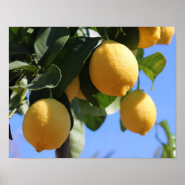 Stäng Gren med Lemons Poster Pappert (projektionsy