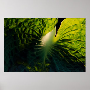 Stäng Grönt Hosta Löv på Black Poster