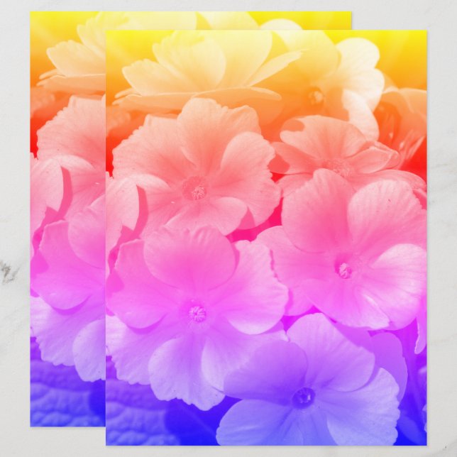 Stäng gult Primrose Vår blommor (Fram/baksida)