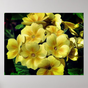 Stäng gult Primrose Vår blommor Poster