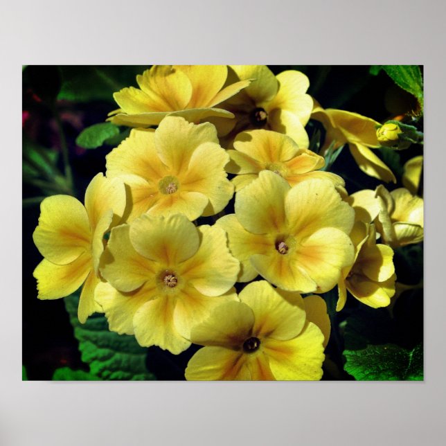 Stäng gult Primrose Vår blommor Poster (Framsidan)