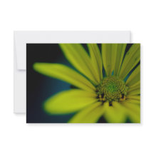 Stäng Gult Wildblomma