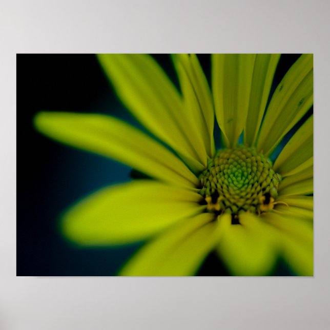 Stäng Gult Wildblomma Poster (Framsidan)