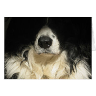 Stäng hund hälsningskort