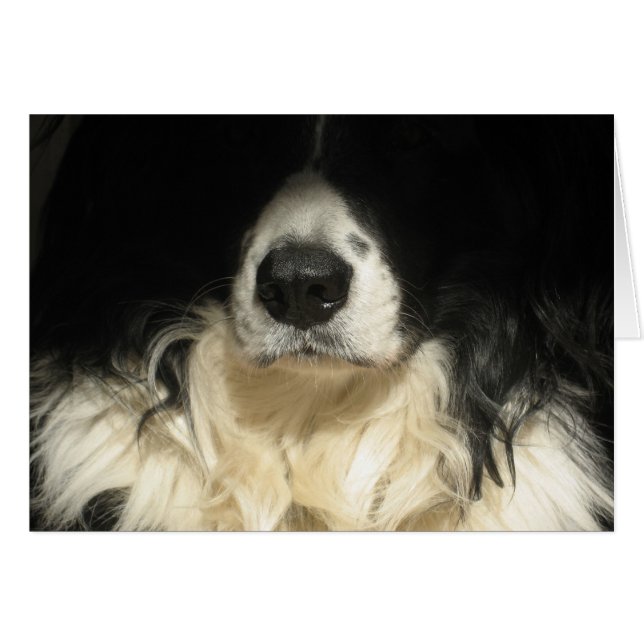 Stäng hund hälsningskort (Framsidan Horizontal)